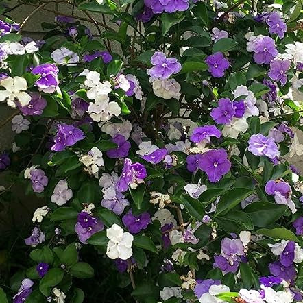 Bilde av Brunsfelsia pauciflora-Spanne Plantesalg