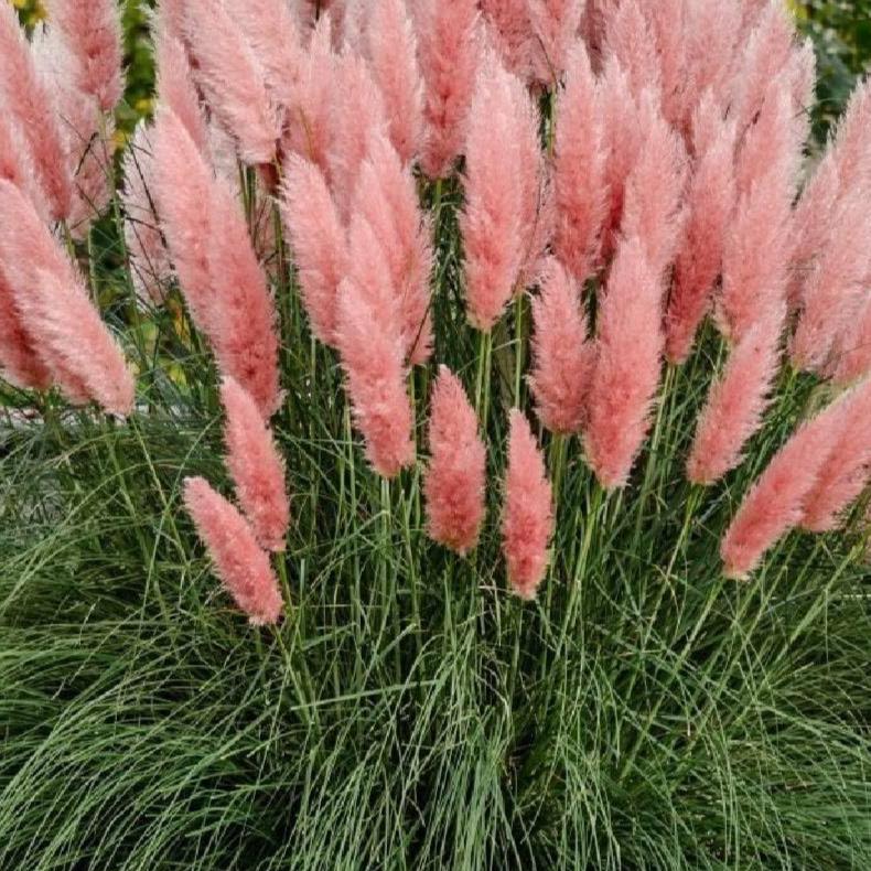 Bilde av Cortaderia selloana 'Rosa Feder'-Spanne Plantesalg