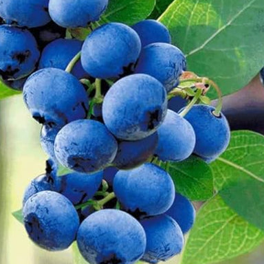 Bilde av Vaccinium corymbosum 'Hortblue Petite'-Spanne Plantesalg