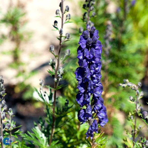 Bilde av Aconitum napellus-Spanne Plantesalg