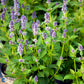 Bilde av Agastache 'Blue Fortune'-Spanne Plantesalg