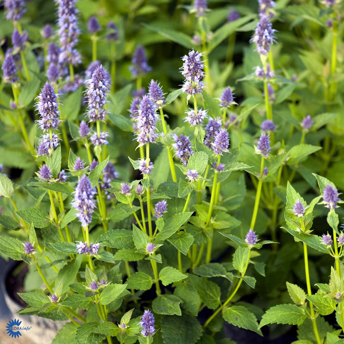 Bilde av Agastache 'Blue Fortune'-Spanne Plantesalg