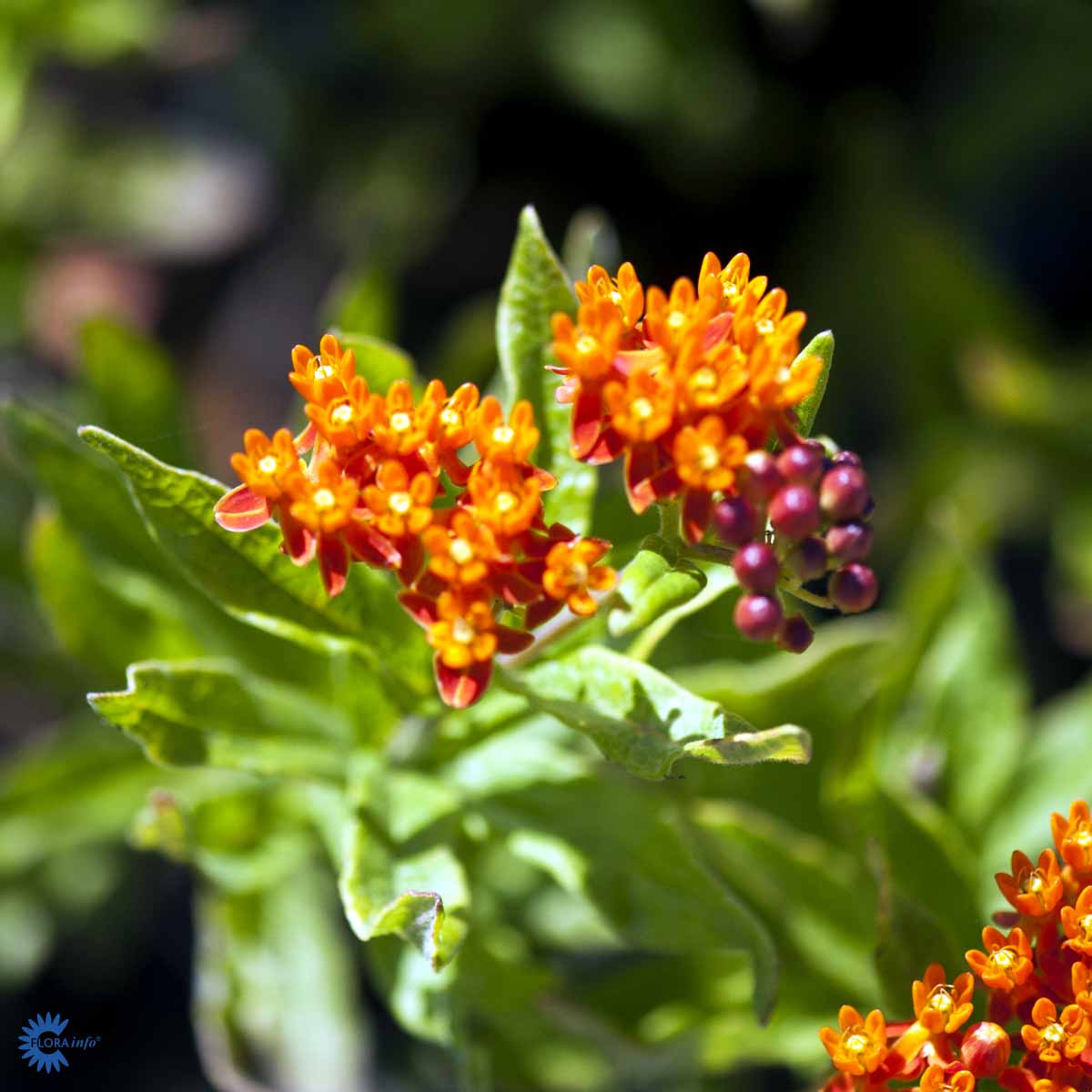 Bilde av Asclepias tuberosa-Spanne Plantesalg