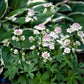 Bilde av Astrantia Hybr. Buckland-Spanne Plantesalg