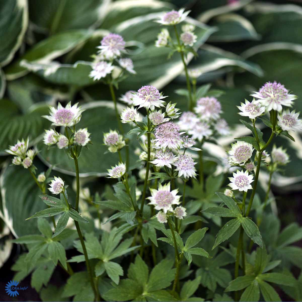 Bilde av Astrantia Hybr. Buckland-Spanne Plantesalg