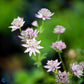 Bilde av Astrantia Major Florence-Spanne Plantesalg