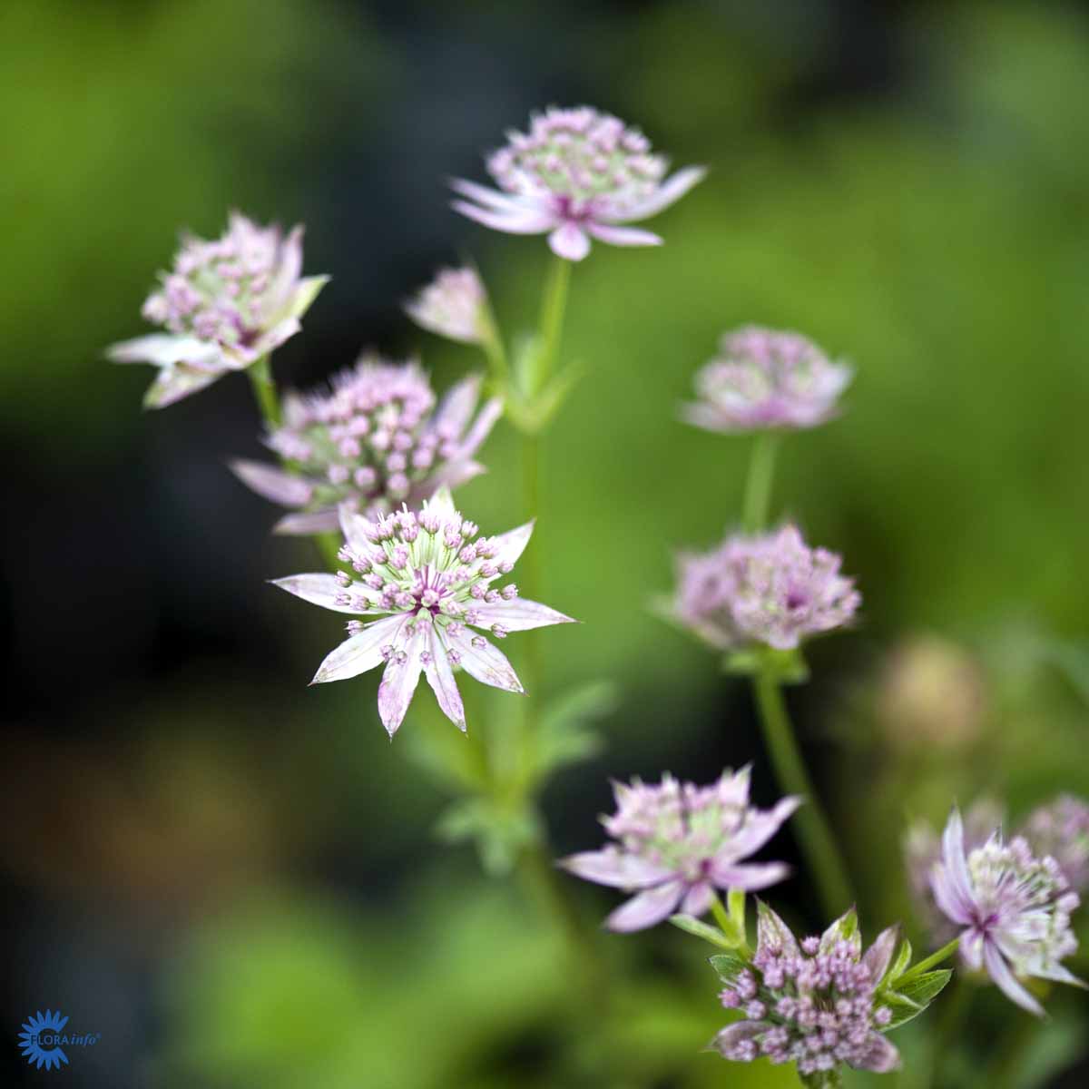 Bilde av Astrantia Major Florence-Spanne Plantesalg