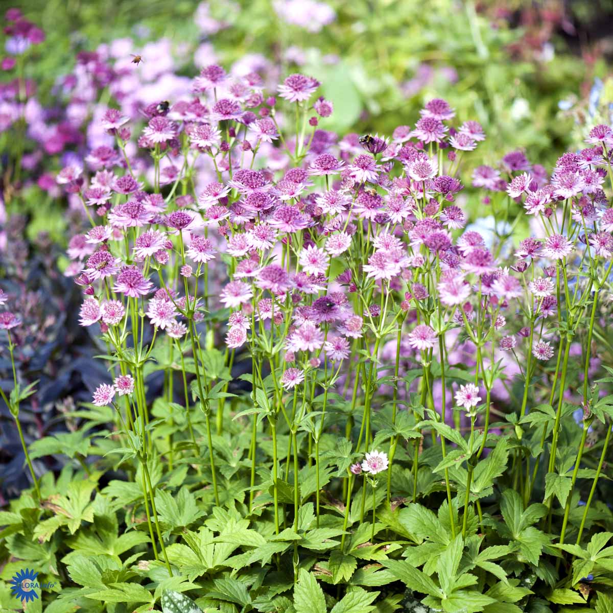 Bilde av Astrantia Major Roma-Spanne Plantesalg