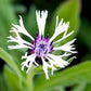 Bilde av Centaurea montana 'Amethyst in Snow'®-Spanne Plantesalg