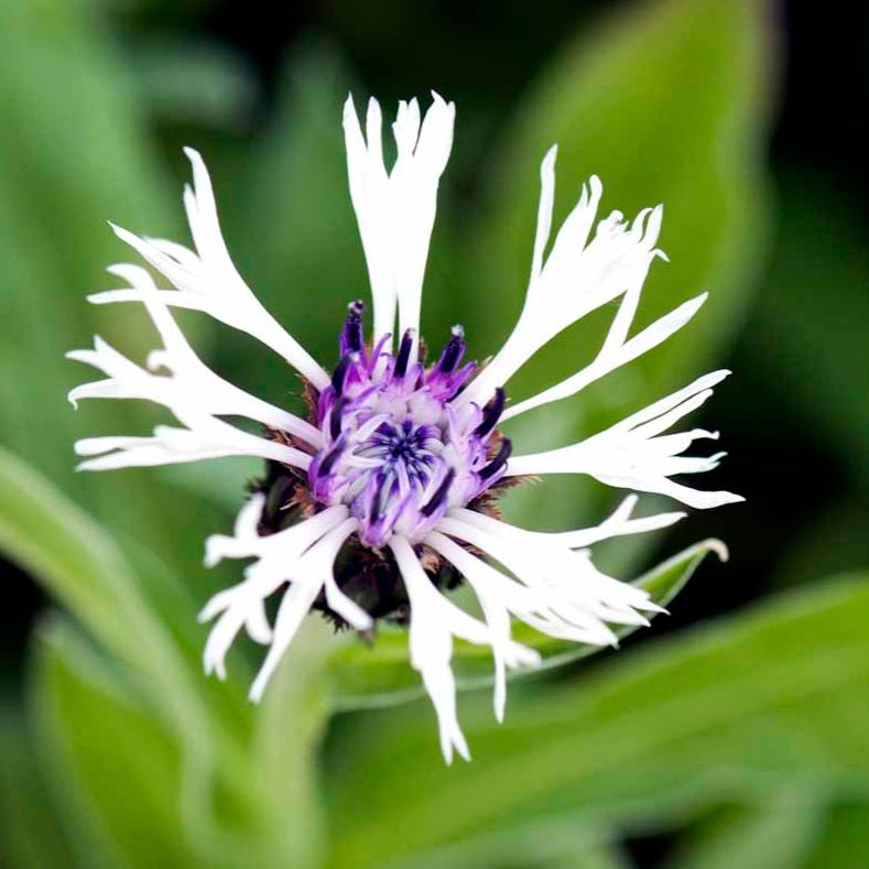 Bilde av Centaurea montana 'Amethyst in Snow'®-Spanne Plantesalg