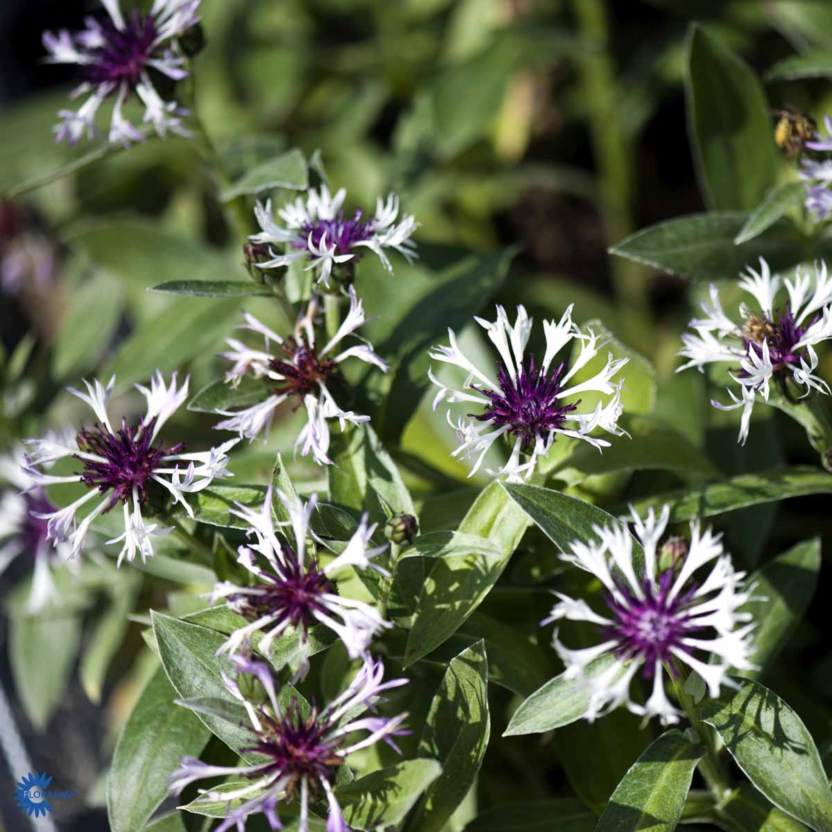 Bilde av Centaurea montana 'Amethyst in Snow'®-Spanne Plantesalg