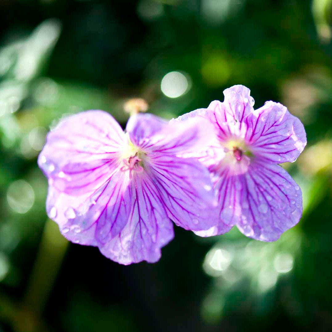 Bilde av Geranium Blushing Turtle-Spanne Plantesalg