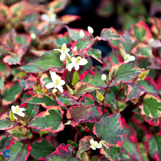 Bilde av Houttuynia cordata 'Chameleon'-Spanne Plantesalg