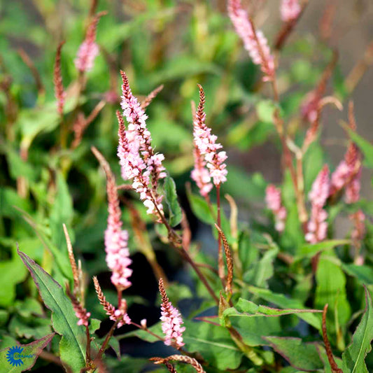 Bilde av Persicaria a. 'Pink Elephant'-Spanne Plantesalg