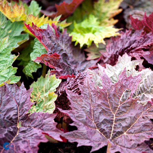 Bilde av Rheum palmatum tanguticum-Spanne Plantesalg