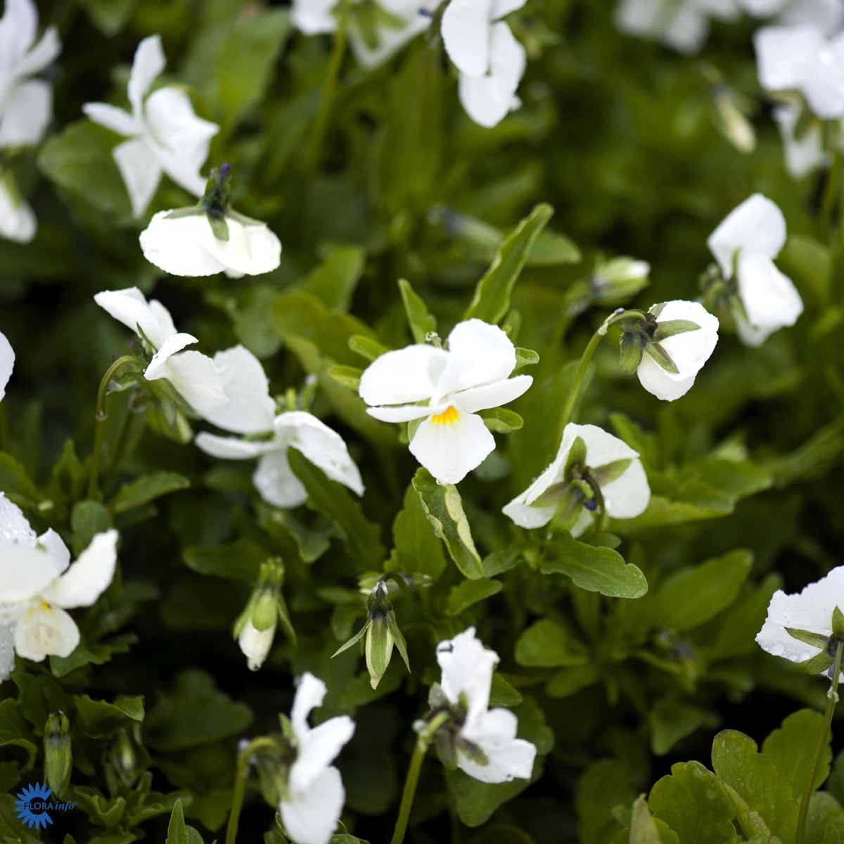 Bilde av Viola (C) 'White Perfection'-Spanne Plantesalg