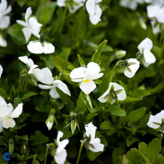 Bilde av Viola (C) 'White Perfection'-Spanne Plantesalg