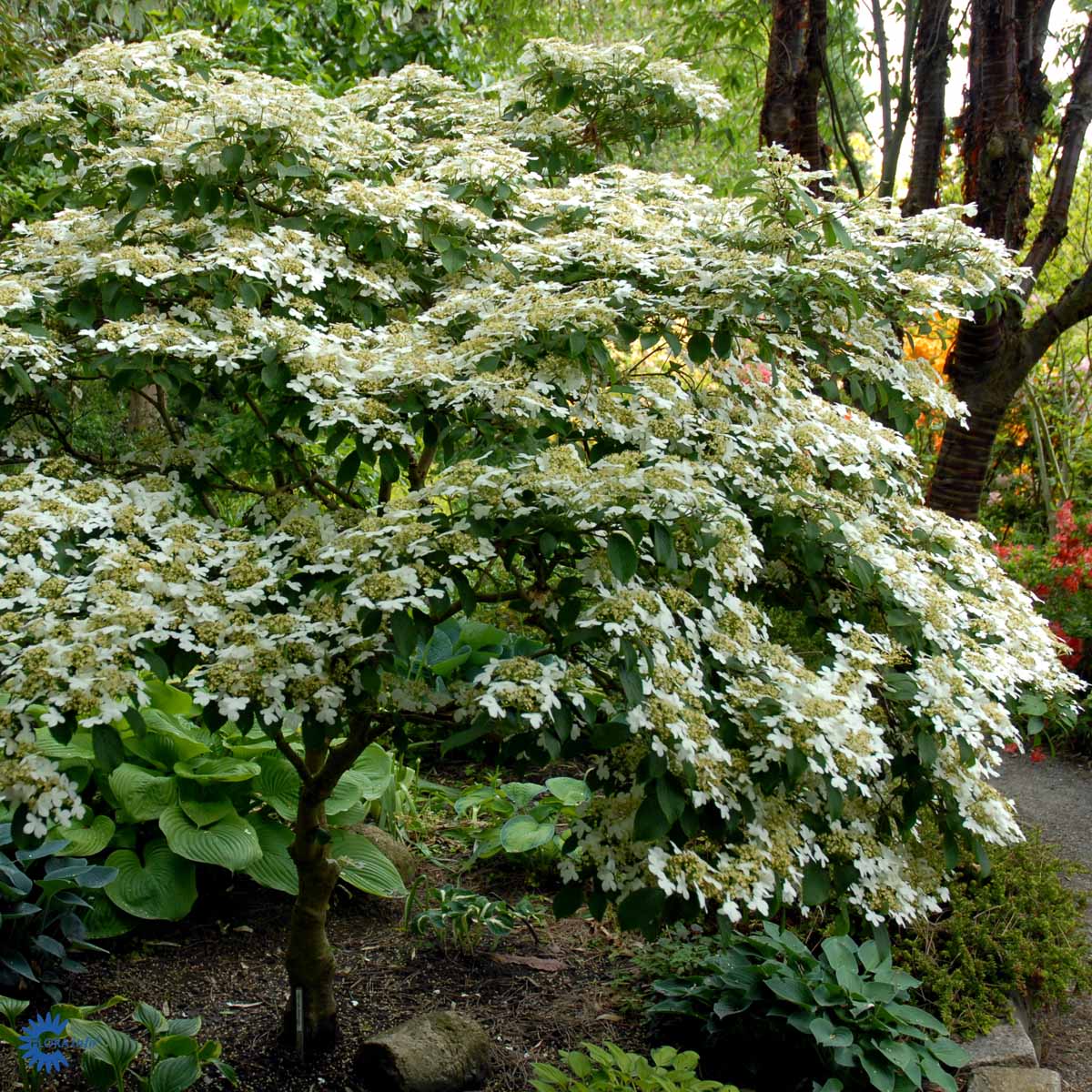 Bilde av Viburnum Plicatum Watanabe-Spanne Plantesalg