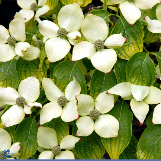 Bilde av Cornus kousa 'China Girl'-Spanne Plantesalg