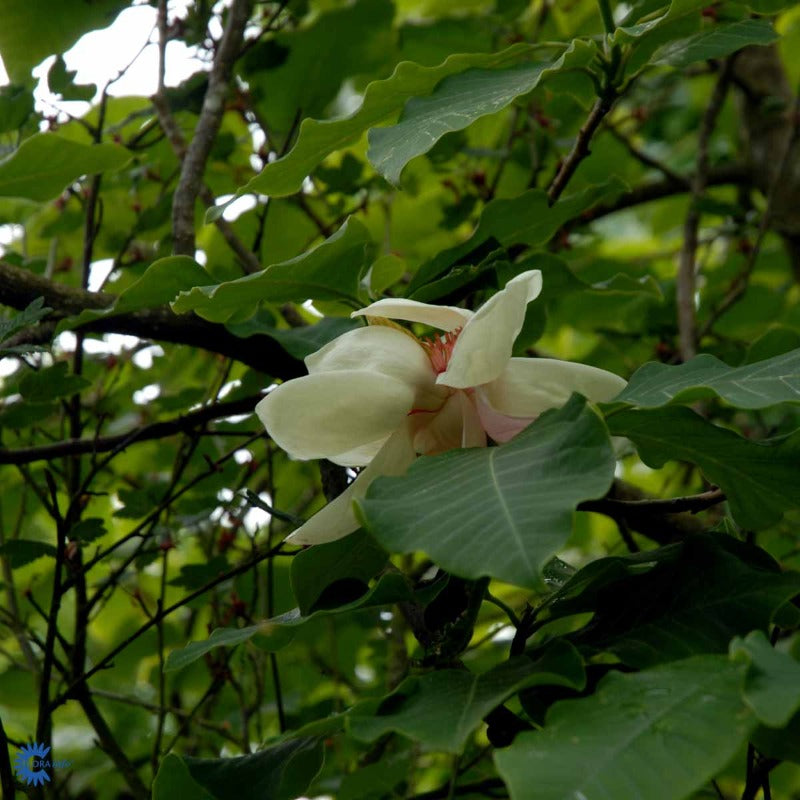 Bilde av Magnolia x wieseneri 'Charm & Fragance'-Spanne Plantesalg