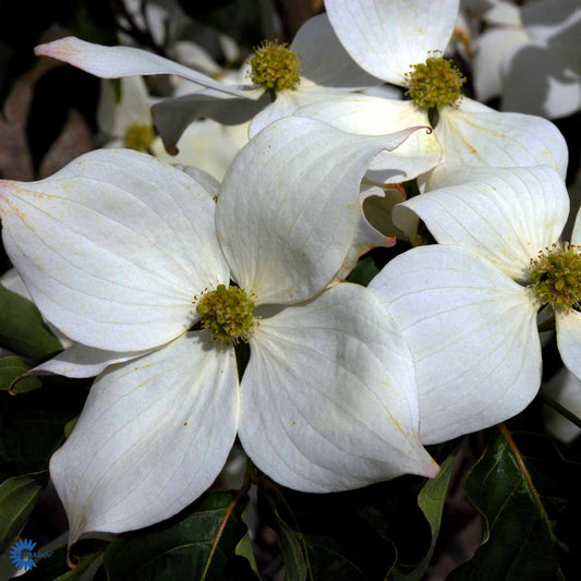 Bilde av Cornus kousa 'Bultinck's Giant Flower'-Spanne Plantesalg