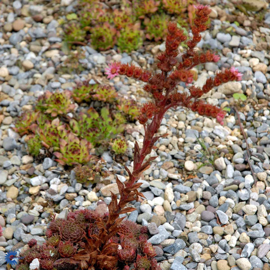 Bilde av Sempervivum 'Lipari'-Spanne Plantesalg