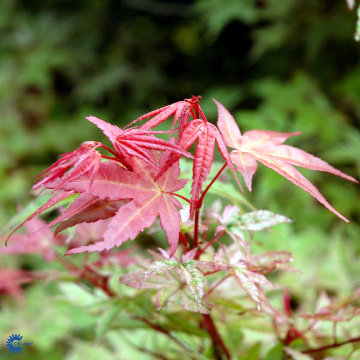 Bilde av Acer palm. 'Deshojo'-Spanne Plantesalg