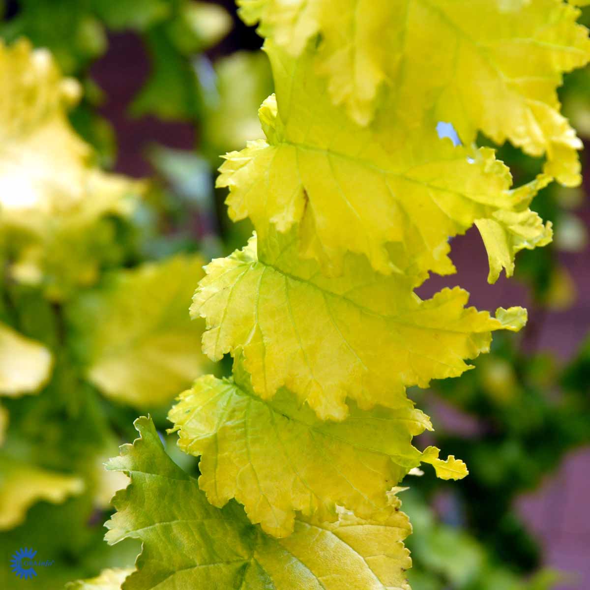 Bilde av Ulmus holl. 'Wredei'-Spanne Plantesalg