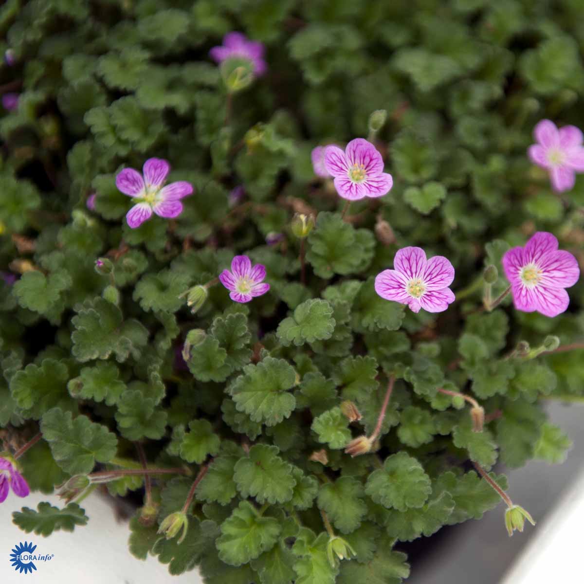 Bilde av Erodium variabile 'Bishop's Form'-Spanne Plantesalg