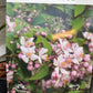 Bilde av Deutzia hybrida 'Mont Rose'-Spanne Plantesalg