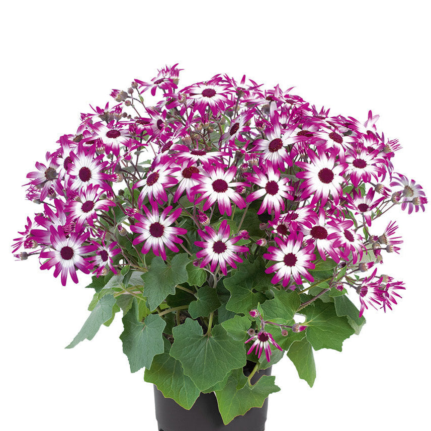 Bilde av Pericallis Senetti© Magenta Bicolor, 2 For 99,90-Spanne Plantesalg