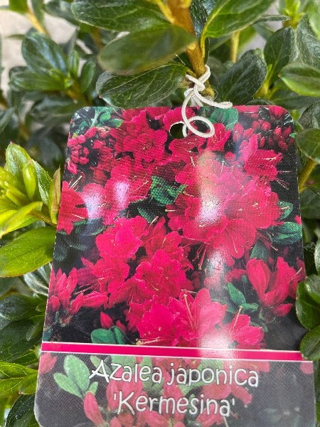 Bilde av Rhododendron (AJ) 'Kermesina'-Spanne Plantesalg