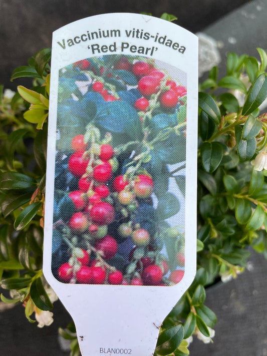 Bilde av Vaccinium vitis-idaea 'Red Pearl'-Spanne Plantesalg