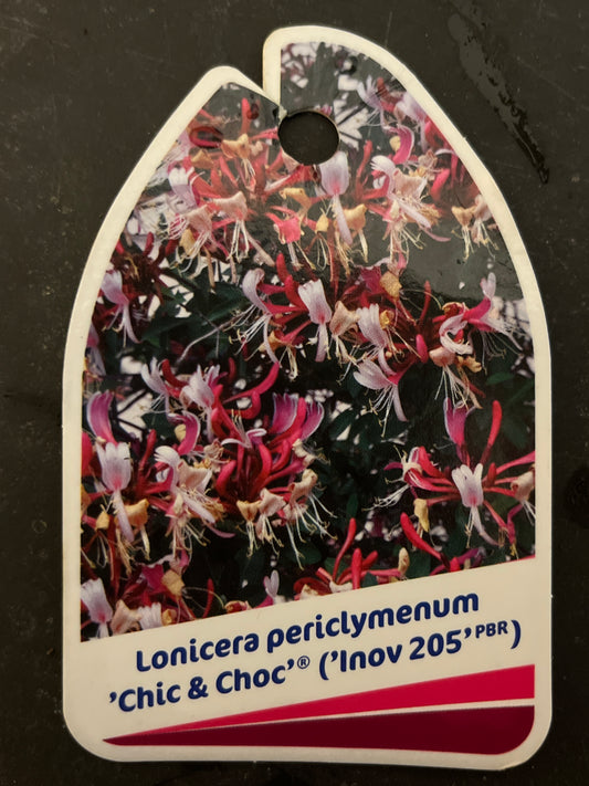 Bilde av Lonicera periclymenum Chic & Choc-Spanne Plantesalg