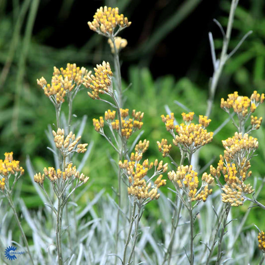 Bilde av Helichrysum italicum-Spanne Plantesalg