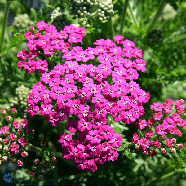 Bilde av Achillea m. 'Pink Grapefruit'-Spanne Plantesalg