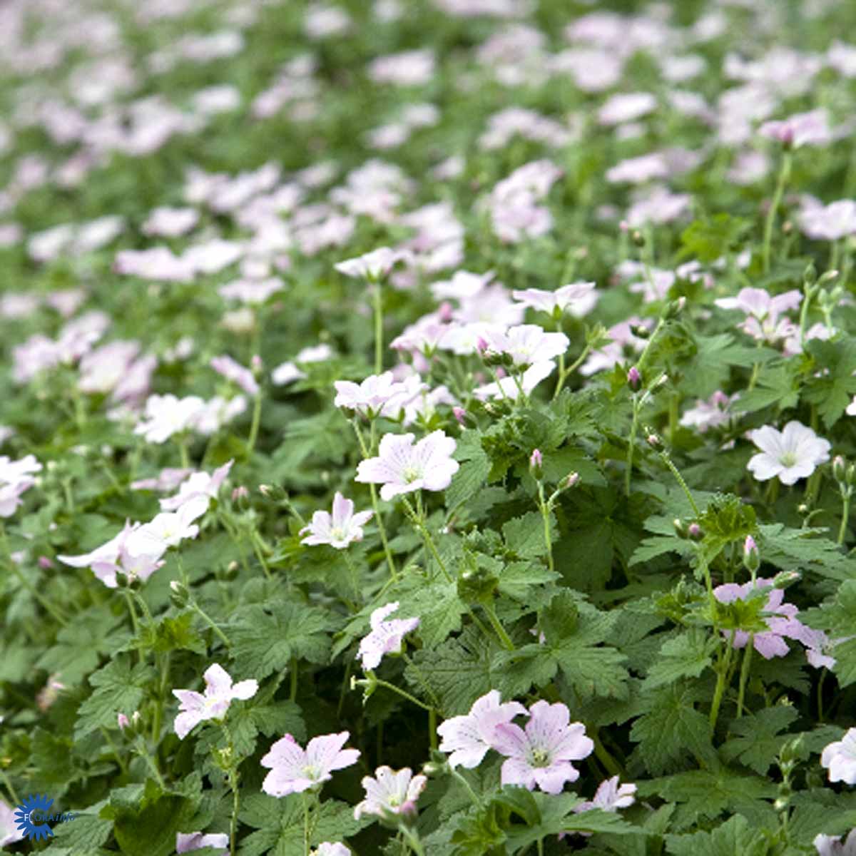 Bilde av Geranium Dreamland-Spanne Plantesalg