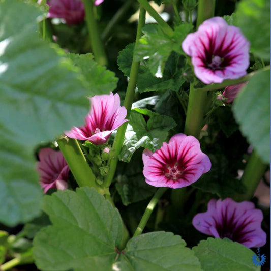 Bilde av Malva sylvestris 'Zebrina'-Spanne Plantesalg