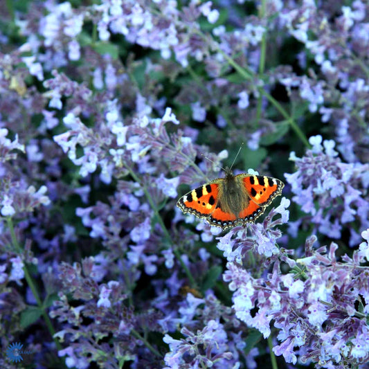 Bilde av Nepeta 'Walker's Low'-Spanne Plantesalg