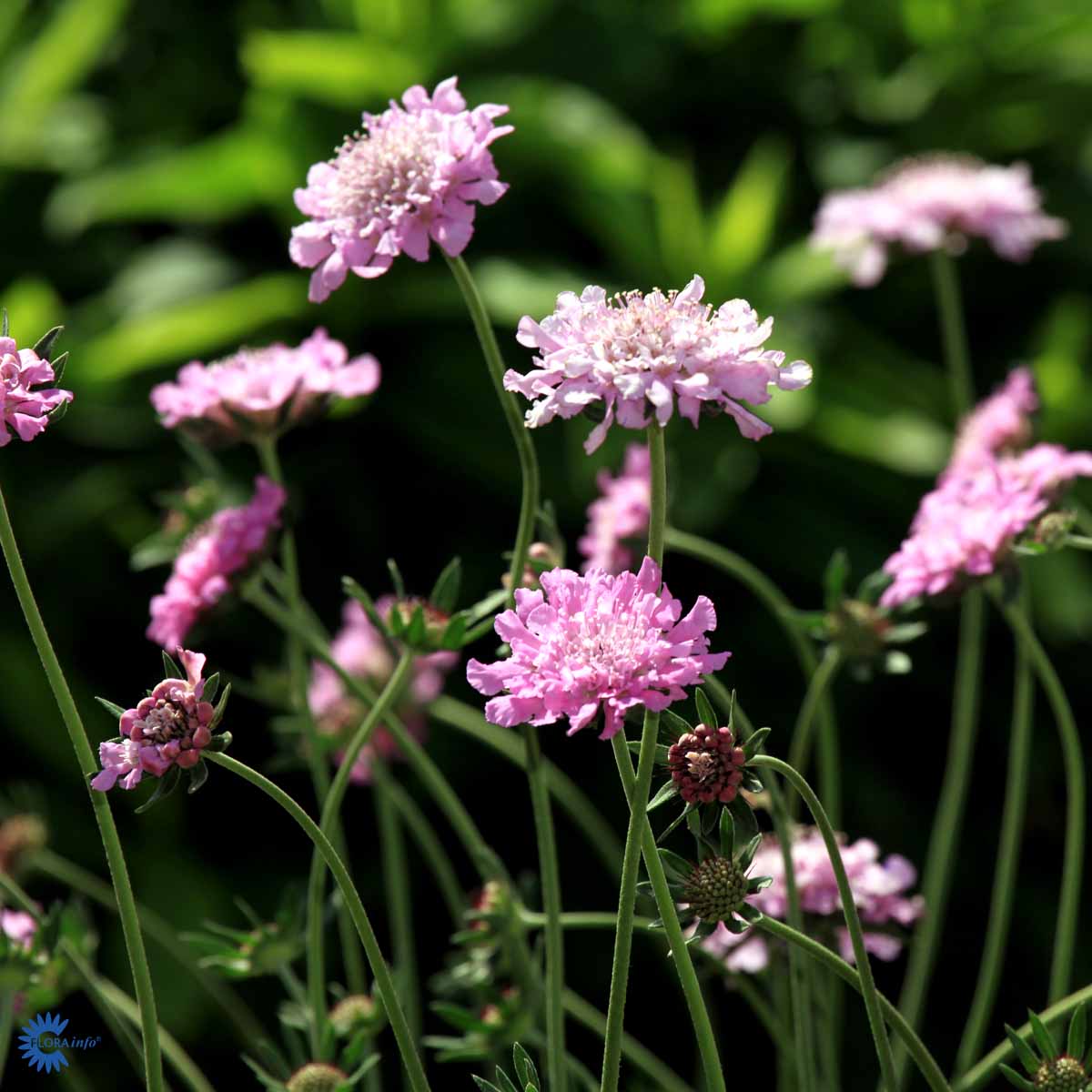 Bilde av Scabiosa Columbaria Pink Mist-Spanne Plantesalg