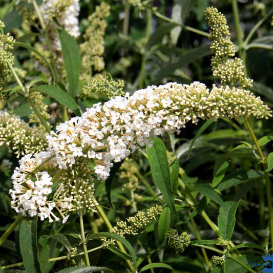 Bilde av Buddleja dav. 'White Profusion'-Spanne Plantesalg