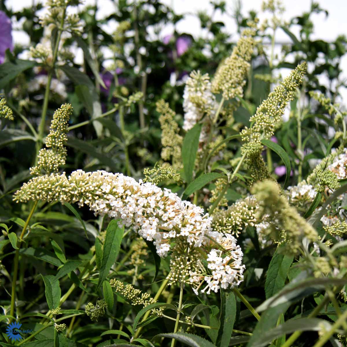 Bilde av Buddleja dav. 'White Profusion'-Spanne Plantesalg