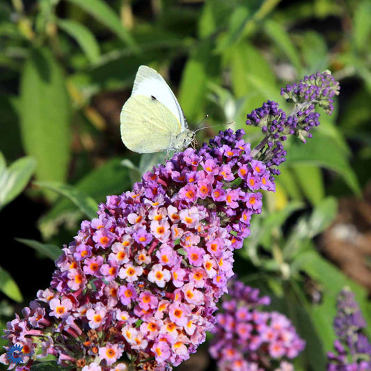 Bilde av Buddleja weyeriana 'Flower Power'-Spanne Plantesalg