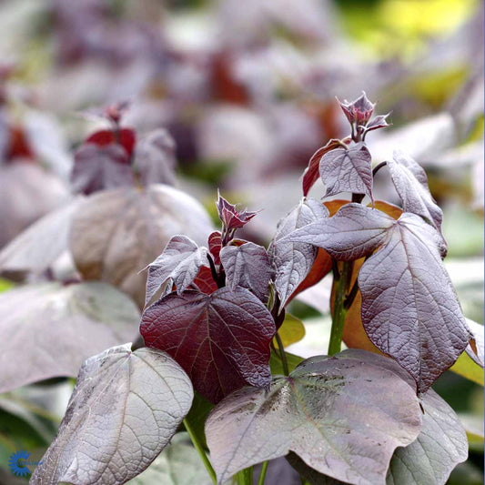 Bilde av Catalpa erubescens 'Purpurea'-Spanne Plantesalg