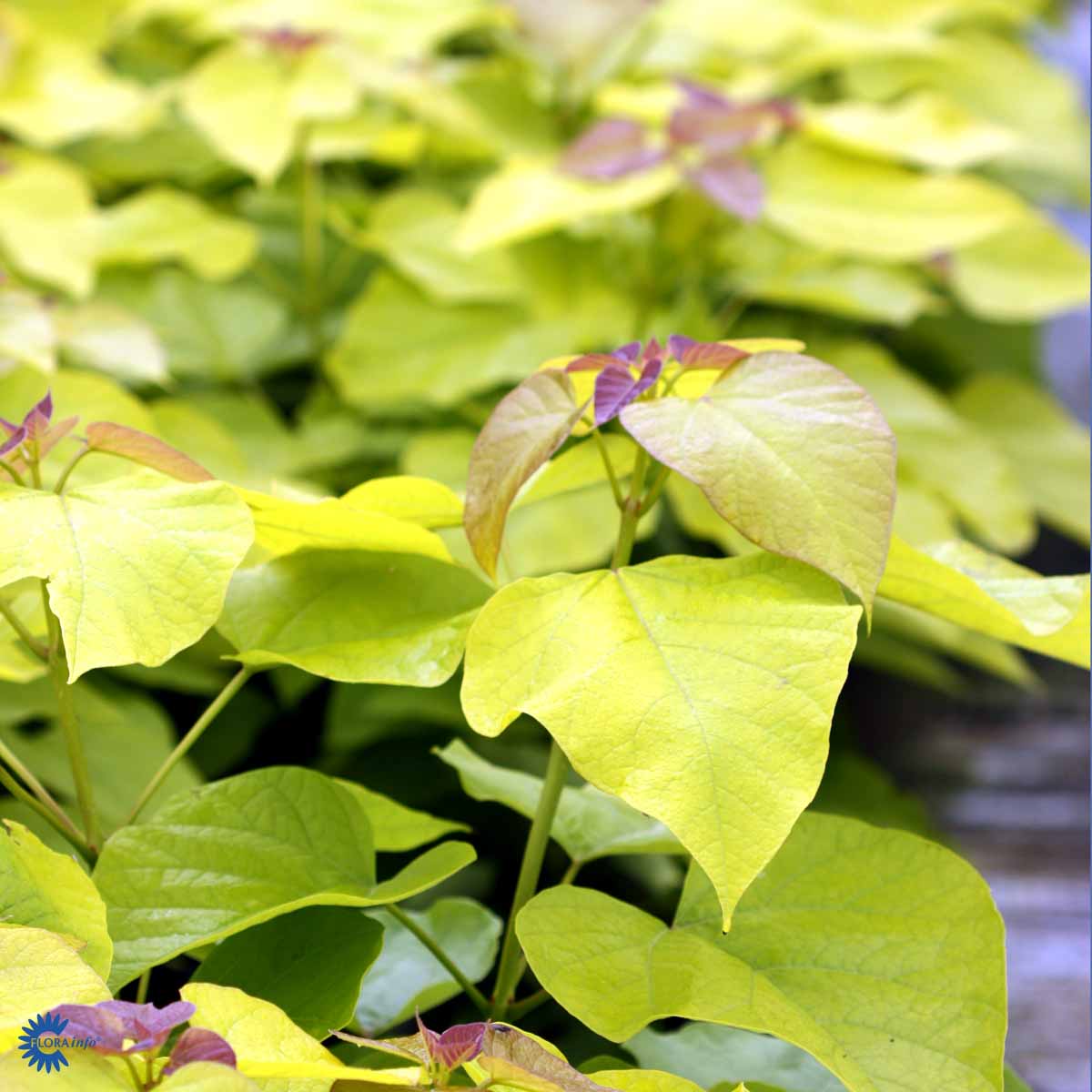 Bilde av Catalpa bignonioides 'Aurea'-Spanne Plantesalg