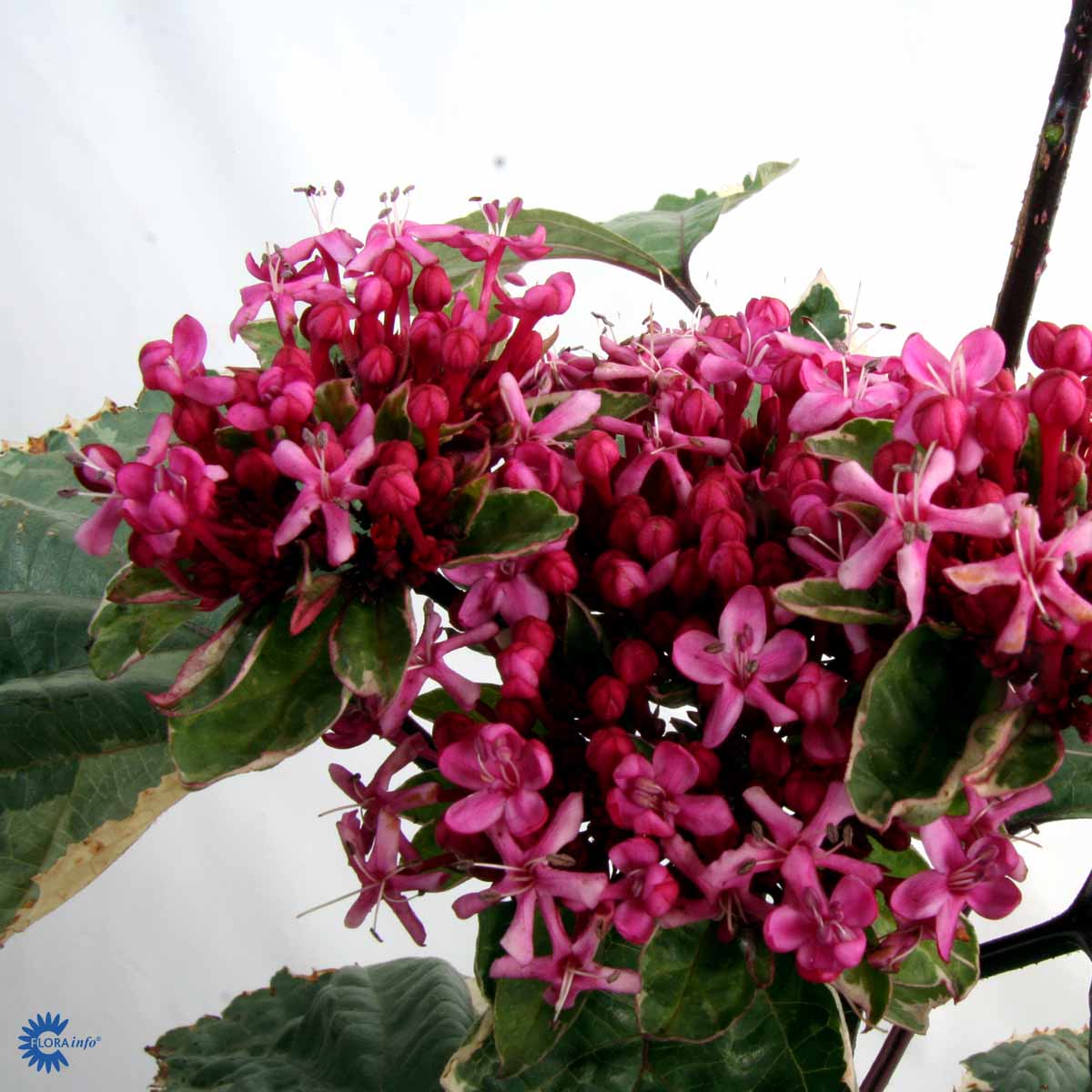 Bilde av Clerodendrum bungei 'Pink Diamond'-Spanne Plantesalg