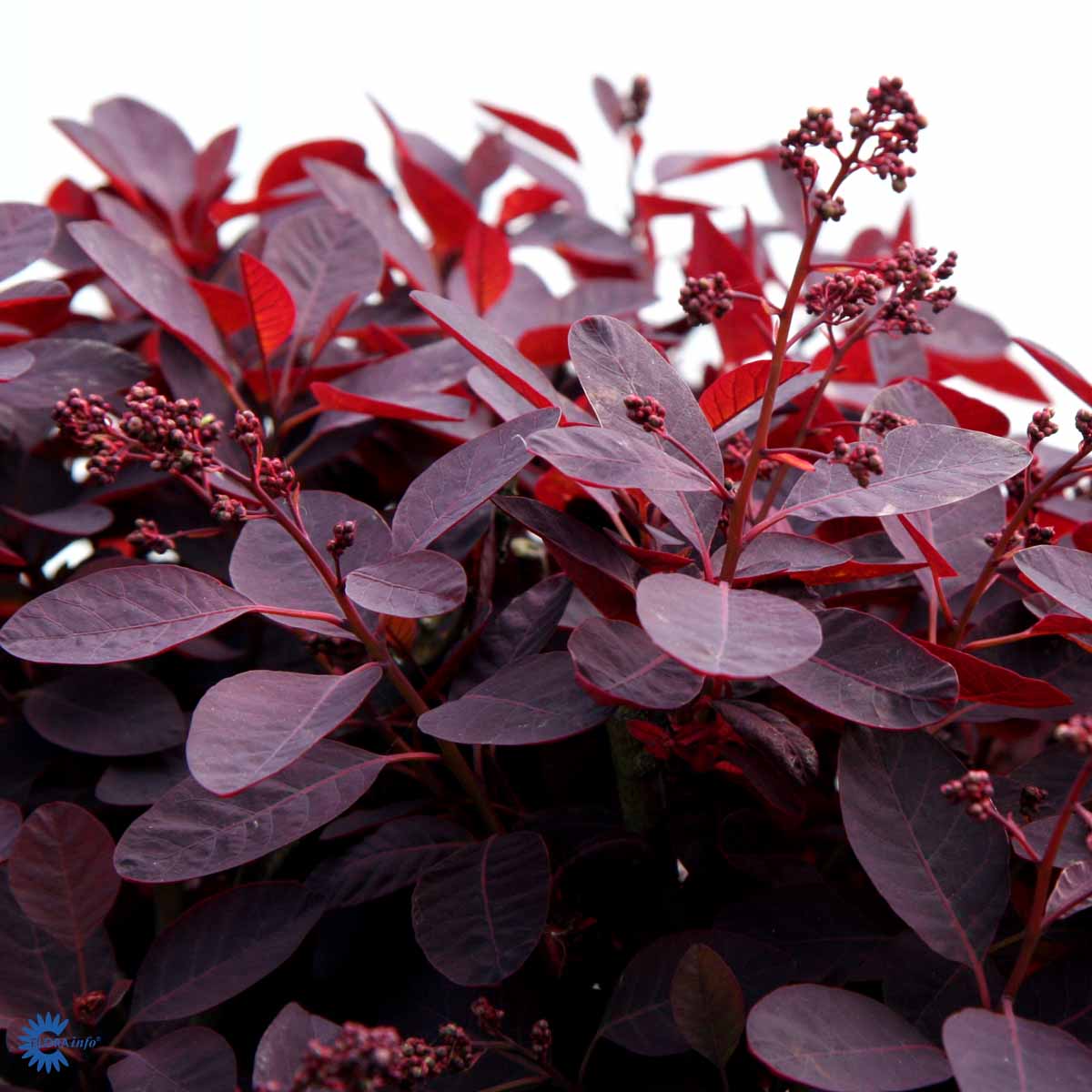 Bilde av Cotinus cogg. 'Royal Purple'-Spanne Plantesalg