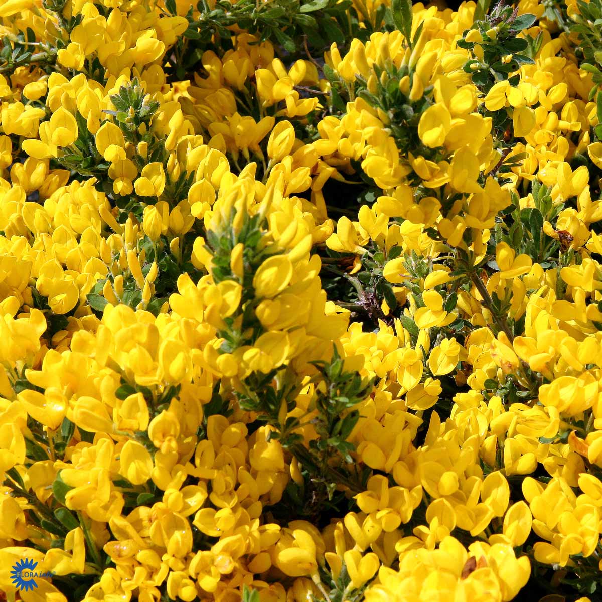 Bilde av Cytisus decumbens-Spanne Plantesalg