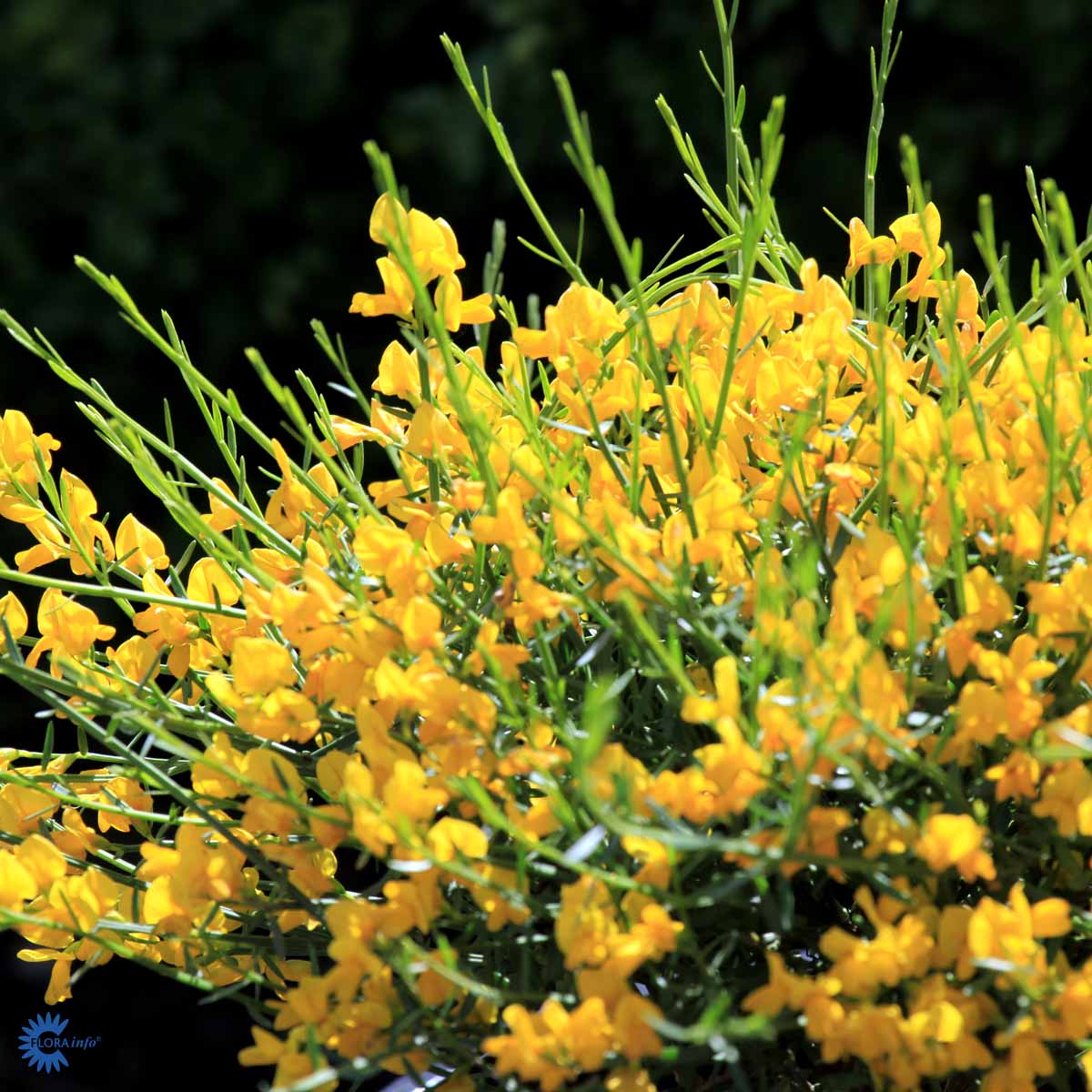 Bilde av Genista lydia-Spanne Plantesalg