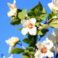 Bilde av Philadelphus 'Belle Etoile'-Spanne Plantesalg